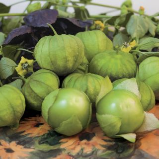 Tamayo Tomatillo Thumbnail